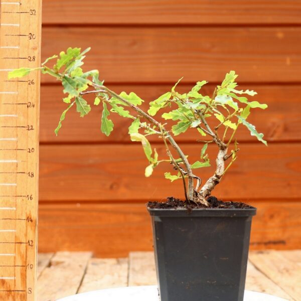 Quercus pedonculata - Chêne pédonculé n°21 – Image 2