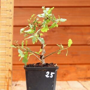 Quercus pedonculata - Chêne pédonculé n°25