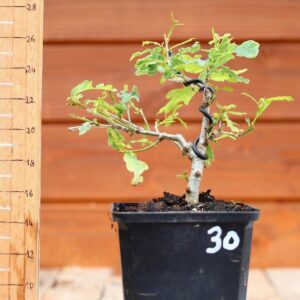 Quercus pedonculata - Chêne pédonculé n°30