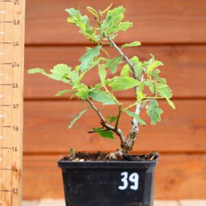 Quercus pedonculata - Chêne pédonculé n°39