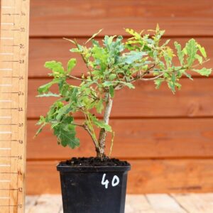 Quercus pedonculata - Chêne pédonculé n°40