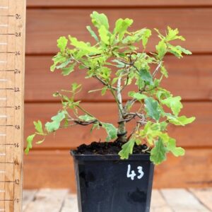 Quercus pedonculata - Chêne pédonculé n°43