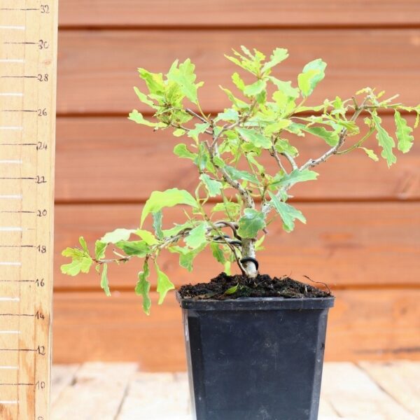 Quercus pedonculata - Chêne pédonculé n°43 – Image 2