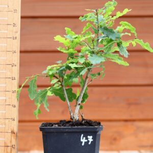 Quercus pedonculata - Chêne pédonculé n°47