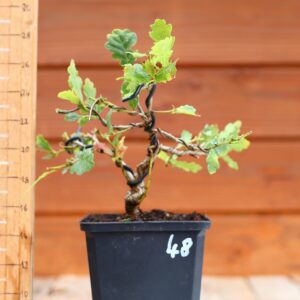 Quercus pedonculata - Chêne pédonculé n°48