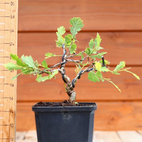 Quercus pedonculata - Chêne pédonculé n°48 – Image 2