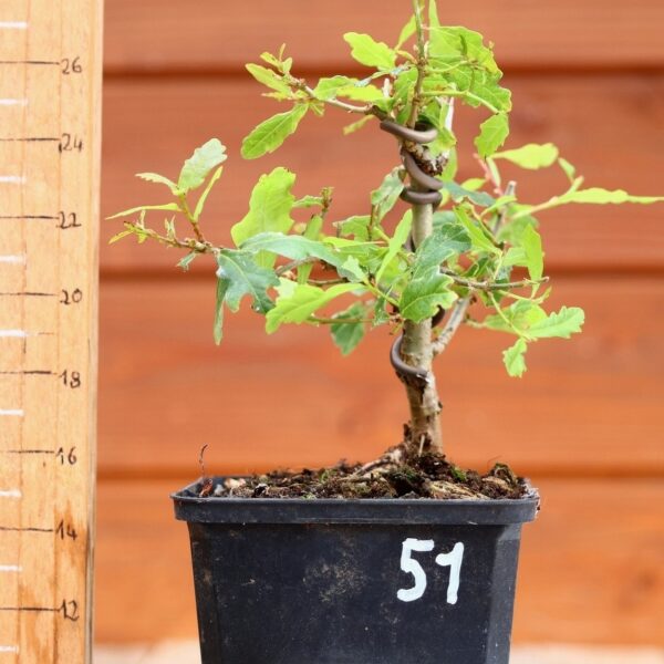 Quercus pedonculata - Chêne pédonculé n°51 – Image 2