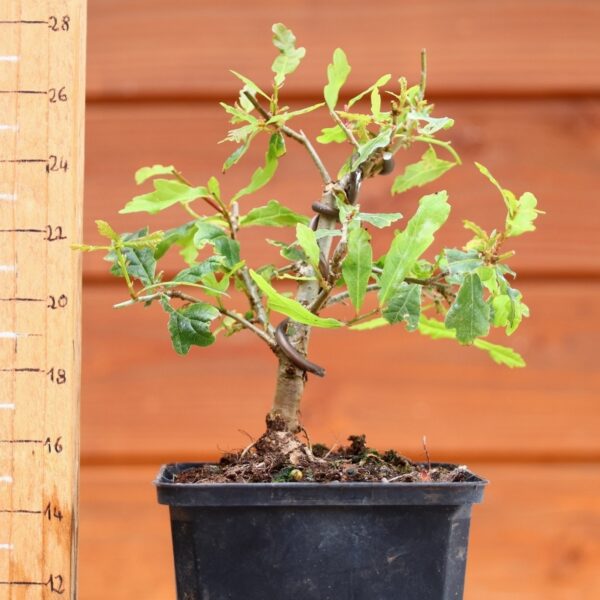 Quercus pedonculata - Chêne pédonculé n°51