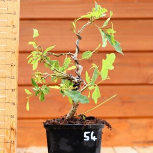 Quercus pedonculata - Chêne pédonculé n°54
