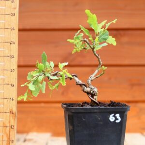 Quercus pedonculata - Chêne pédonculé n°63