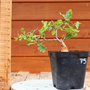 Quercus pedonculata - Chêne pédonculé n°75