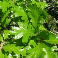 Quercus garryana - Chêne de Garry n°11 – Image 3