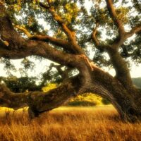 Quercus garryana - Chêne de Garry n°11 – Image 2