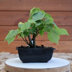 Tilia cordata / Tilleul à petites feuilles n°04