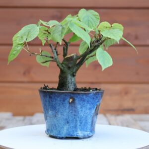 Tilia cordata / Tilleul à petites feuilles n°08