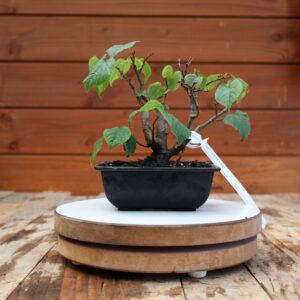 Tilia cordata / Tilleul à petites feuilles n°20