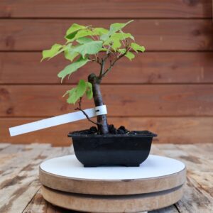 Tilia cordata / Tilleul à petites feuilles n°24