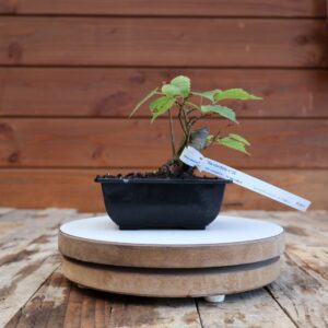 Tilia cordata / Tilleul à petites feuilles n°26