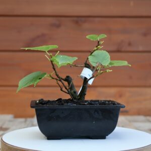 Tilia cordata / Tilleul à petites feuilles n°34