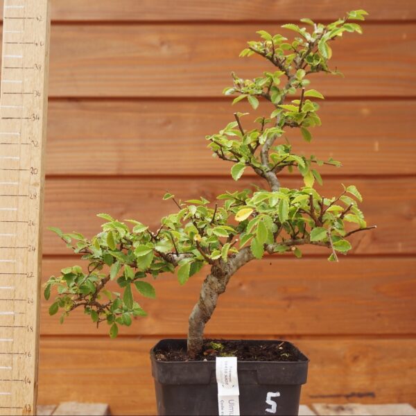 Ulmus parvifolia n°005 – Image 2
