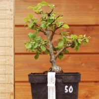 Ulmus parvifolia n°050 – Image 2