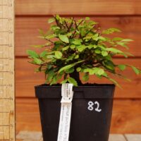 Ulmus parvifolia n°082 – Image 2