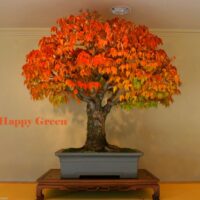 Zelkova serrata  / Zelkova du Japon n°90 – Image 3