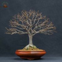 Zelkova serrata  / Zelkova du Japon n°90 – Image 4
