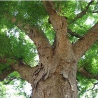 Zelkova serrata  / Zelkova du Japon n°90 – Image 2