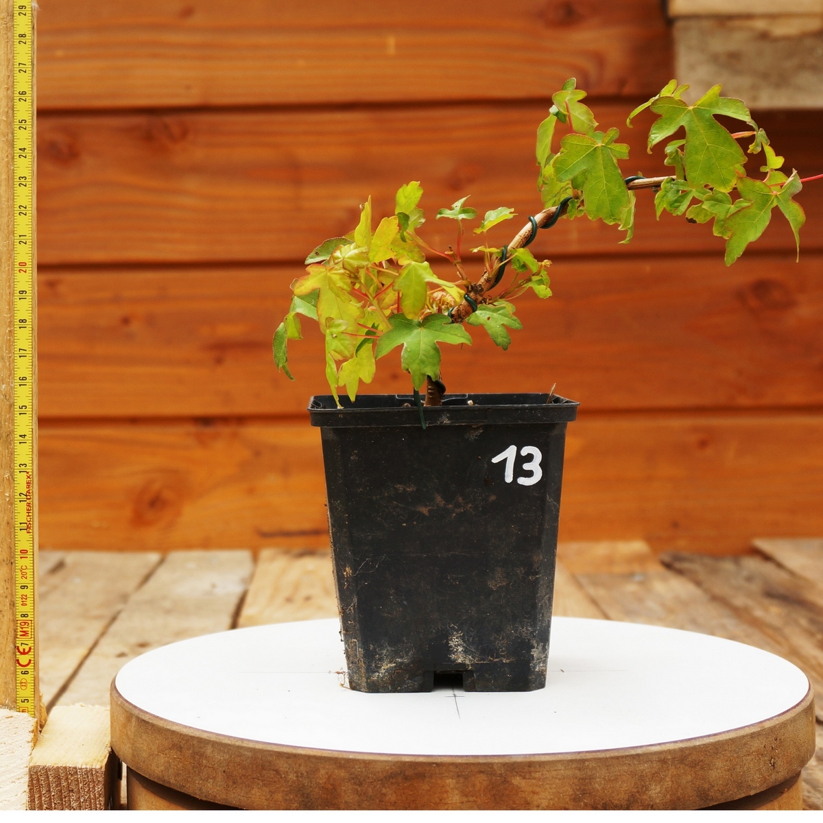 Acer campestris - Erable champêtre n°013 – Image 3
