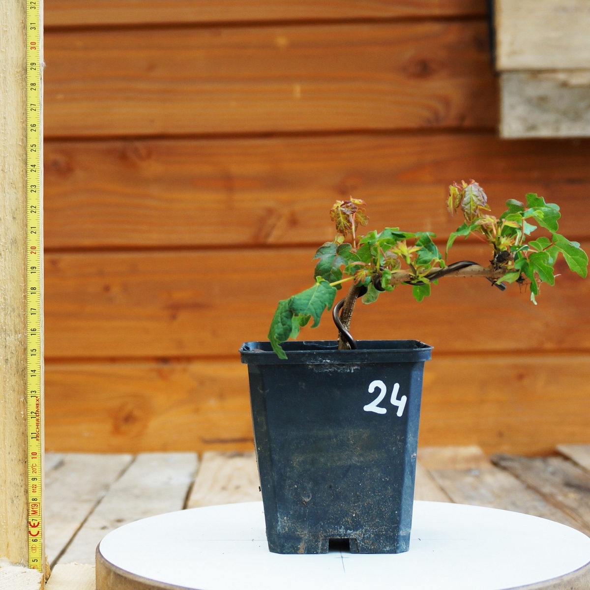 Acer campestris - Erable champêtre n°024 – Image 3