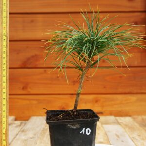 Pinus strobus  / Pin de Weymouth  n°10