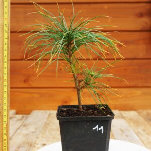 Pinus strobus  / Pin de Weymouth  n°11