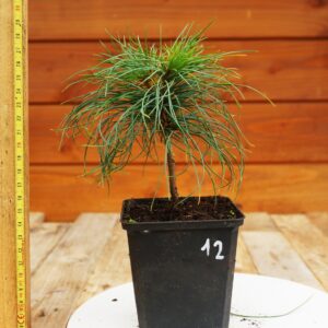 Pinus strobus  / Pin de Weymouth  n°12