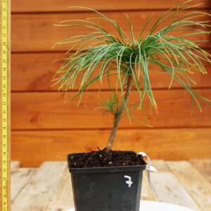 Pinus strobus  / Pin de Weymouth  n°7