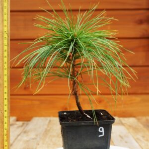 Pinus strobus  / Pin de Weymouth  n°9