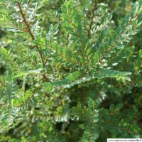 Ulmus parvifolia 'Seiju' n°18 – Image 3