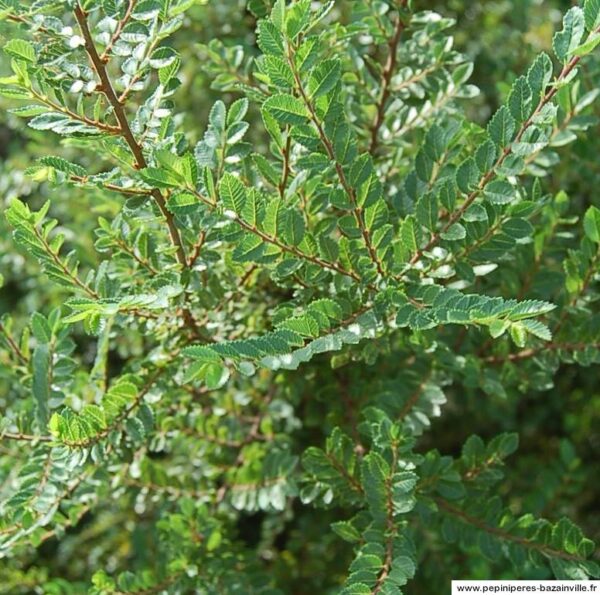 Ulmus parvifolia 'Seiju' n°11 – Image 3