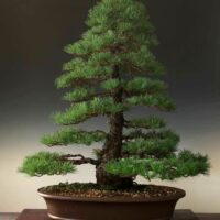 Pinus strobus  / Pin de Weymouth  n°9 – Image 3