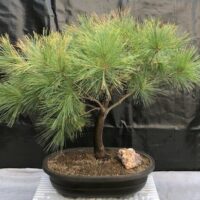 Pinus strobus  / Pin de Weymouth  n°9 – Image 2
