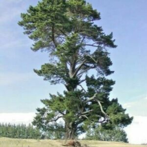 Pinus radiata  / formation tortueuse