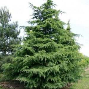 Cedrus deodara / Cèdre de l'Himalaya