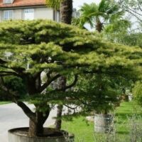 Cedrus libani / Cèdre du Liban – Image 2