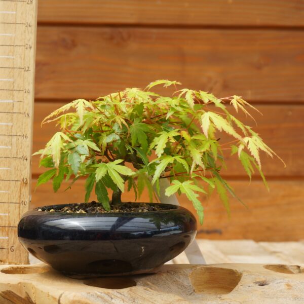 Acer palmatum - Erable japonais tortueux n°60