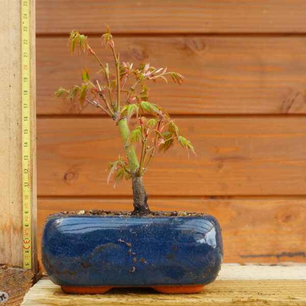 Acer palmatum – Erable japonais n°19