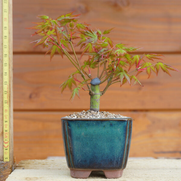 Acer palmatum – Erable japonais n°25