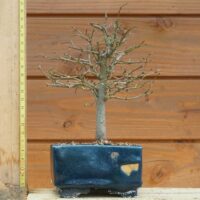 Zelkova serrata - Zelkova du japon n°106