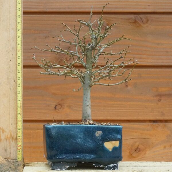 Zelkova serrata - Zelkova du japon n°106