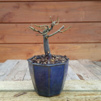 Carpinus betulus - Charme n°01 – Image 2