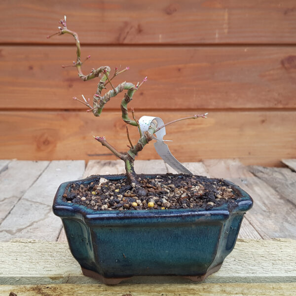 Acer palmatum - Erable japonais tortueux n°49